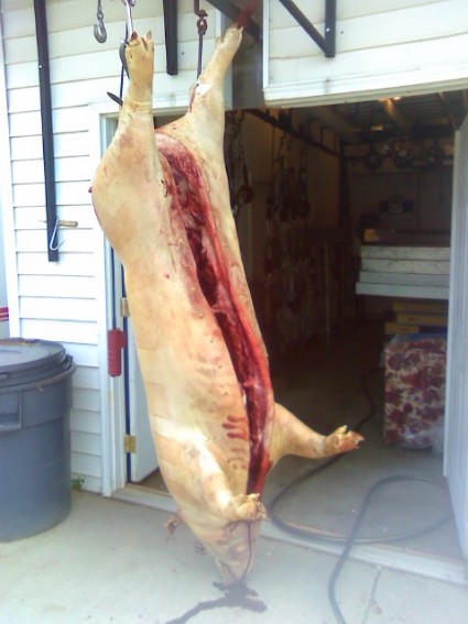 hog_001