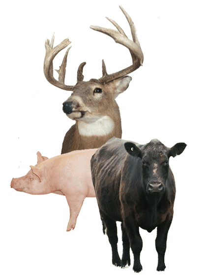 animal collage